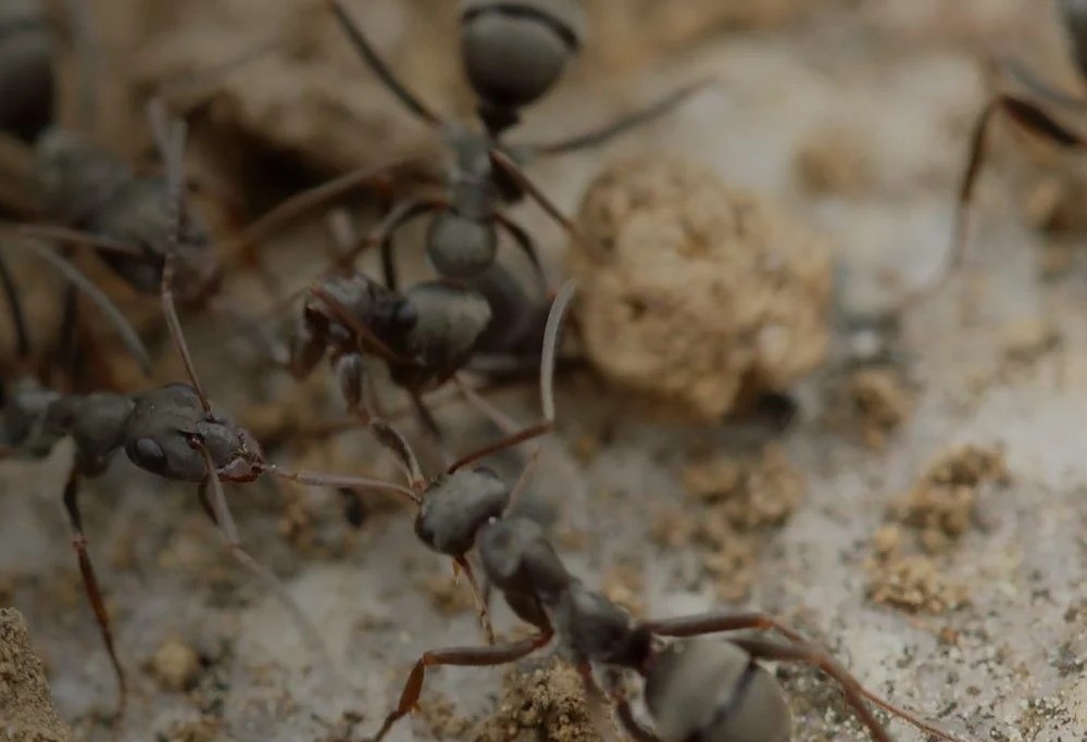 Uninvited Guests A Case Study on Effective Pest Control